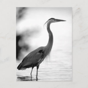 Great Blue Heron Briefkaart