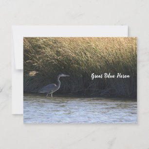 Great Blue Heron Briefkaart