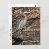 Great Blue Heron Briefkaart (Voorkant / Achterkant)