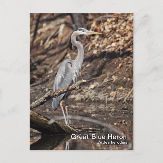 Great Blue Heron Briefkaart (Voorkant)