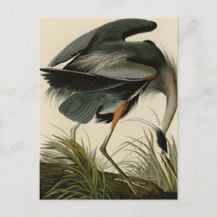 Great Blue Heron Briefkaart