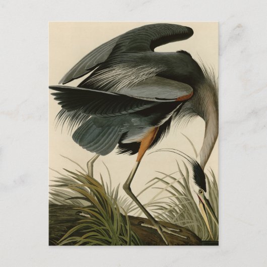 Great Blue Heron Briefkaart (Voorkant)