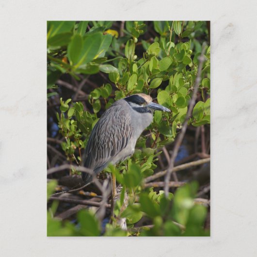 Great Blue Heron Briefkaart (Voorkant)