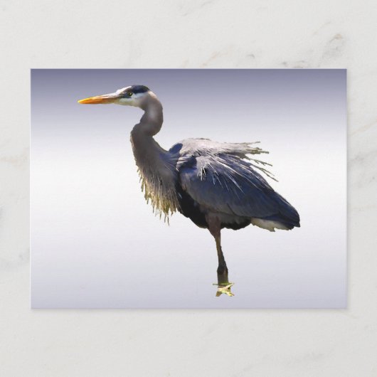 Great Blue Heron Briefkaart (Voorkant)