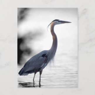Great Blue Heron Briefkaart