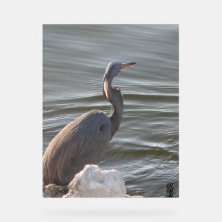 Great Blue Heron by the Water