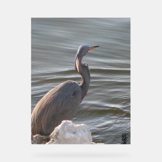 Great Blue Heron by the Water (Recto)