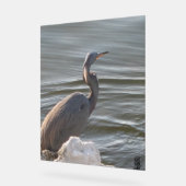 Great Blue Heron by the Water (Angle)