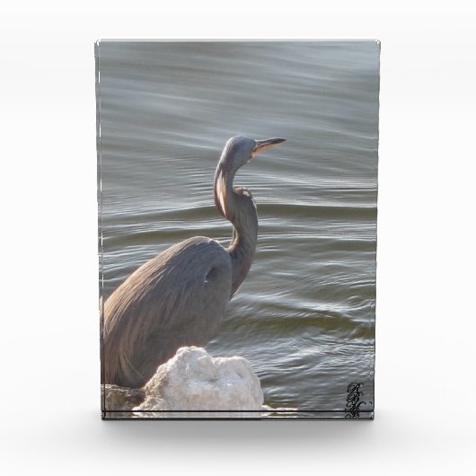 Great Blue Heron by the Water Fotoblokken (Voorkant)