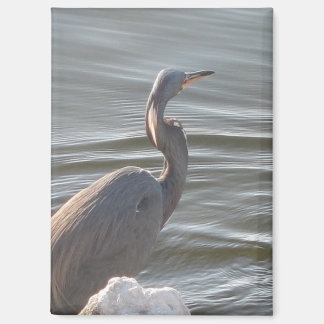 Great Blue Heron by the Water Magneet