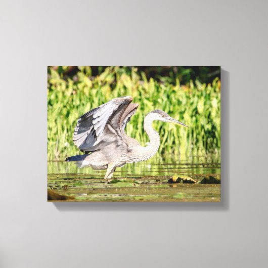 Great Blue Heron Canvas Afdruk (Voorkant)