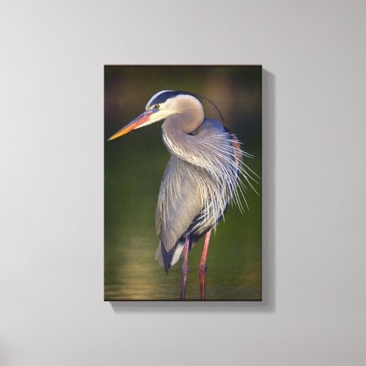 Great Blue Heron Canvas Afdruk (Voorkant)