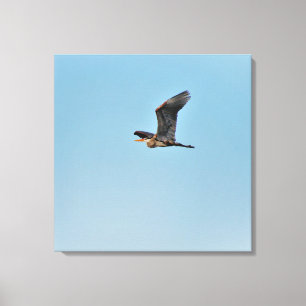 Great Blue Heron Canvas Afdruk
