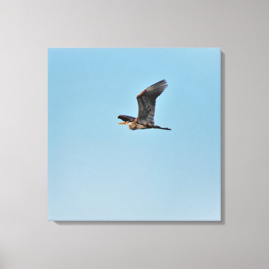 Great Blue Heron Canvas Afdruk (Voorkant)