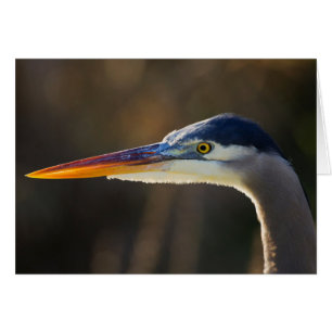 Great Blue Heron, close up portret