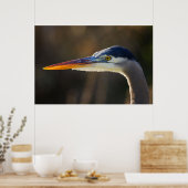 Great Blue Heron, close up portret Poster (Keuken)