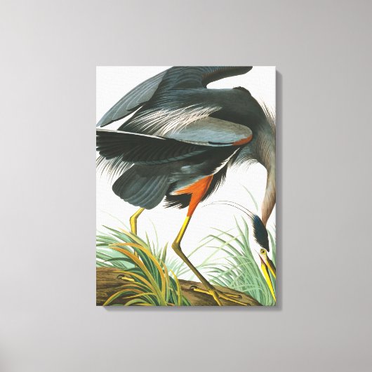 Great Blue Heron door John James Audubon Canvas Afdruk (Voorkant)