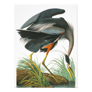 Great Blue Heron door John James Audubon Foto Afdruk