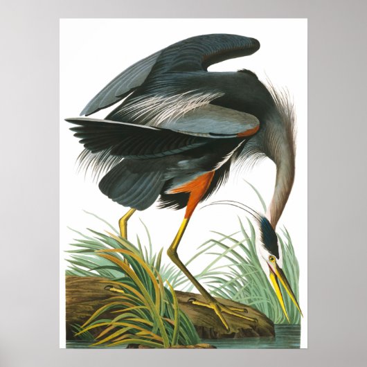 Great Blue Heron door John James Audubon Poster (Voorkant)