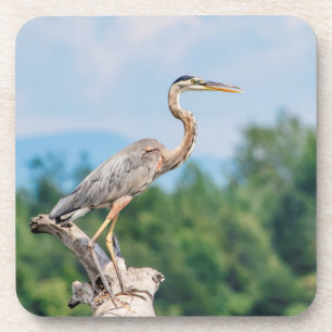 Great Blue Heron Drankjes Onderzetter