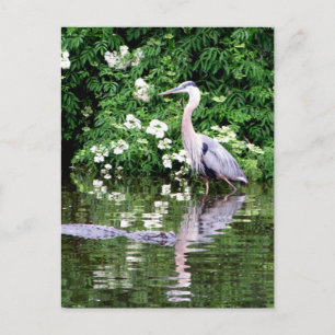 Great Blue Heron en Alligator Briefkaart