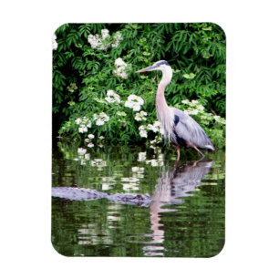 Great Blue Heron en Alligator Magnet Magneet