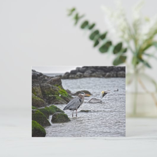Great Blue Heron en Brown Pelican Briefkaart (Staand voorkant)
