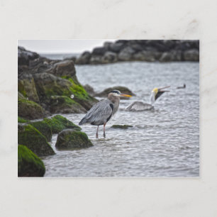 Great Blue Heron en Brown Pelican Briefkaart