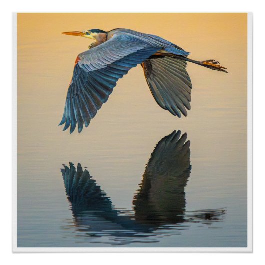 Great Blue Heron Flying Over Calm Water Poster (Devant)