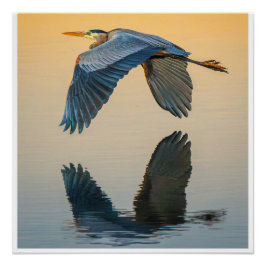Great Blue Heron Flying Over Calm Water Poster Perfect Poster