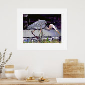 Great Blue Heron Foraging Poster (Keuken)