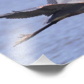 Great Blue Heron Foto Afdruk (Hoek)