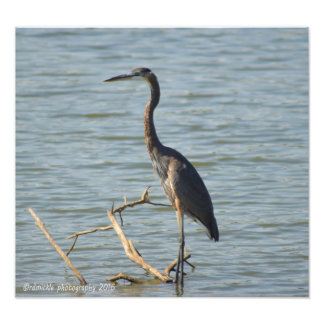 Great Blue Heron Foto Afdruk
