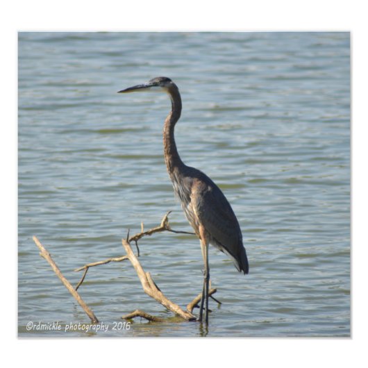 Great Blue Heron Foto Afdruk (Voorkant)