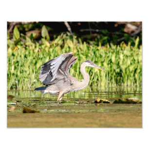 Great Blue Heron Foto Afdruk