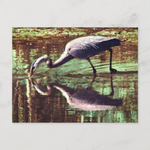 Great Blue Heron Gevist Briefkaart