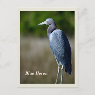 Great Blue Heron Holiday Briefkaart