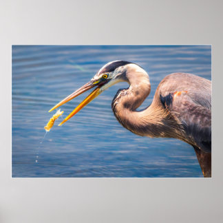 Great Blue Heron Hunting Prey Wildlife Art Print