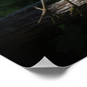 Great Blue Heron in Flight Poster (Hoek)