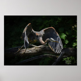 Great Blue Heron in Flight Poster
