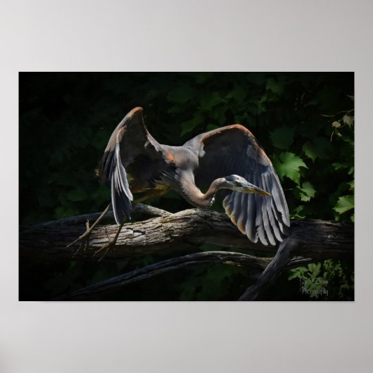 Great Blue Heron in Flight Poster (Voorkant)