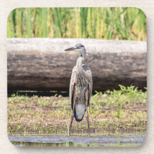 Great Blue Heron in Lake ChamPlain Bier Onderzetter