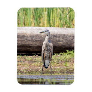 Great Blue Heron in Lake ChamPlain Magneet