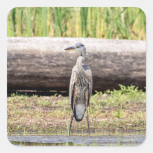 Great Blue Heron in Lake ChamPlain Vierkante Sticker