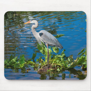 Great Blue Heron in Lake Muismat