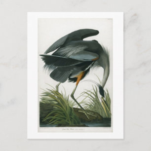 Great Blue Heron, John James Audubon Briefkaart