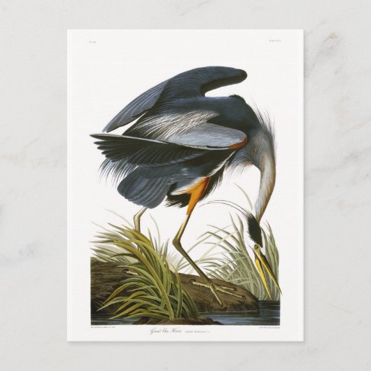 Great Blue Heron, John James Audubon Fine Art Briefkaart (Voorkant)
