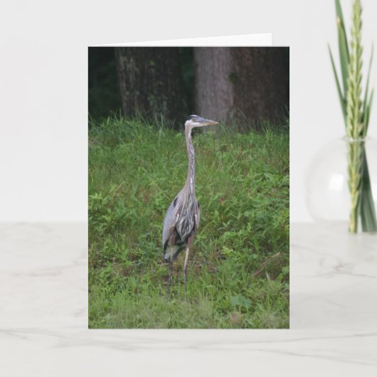 Great Blue Heron Kaart (Voorkant)