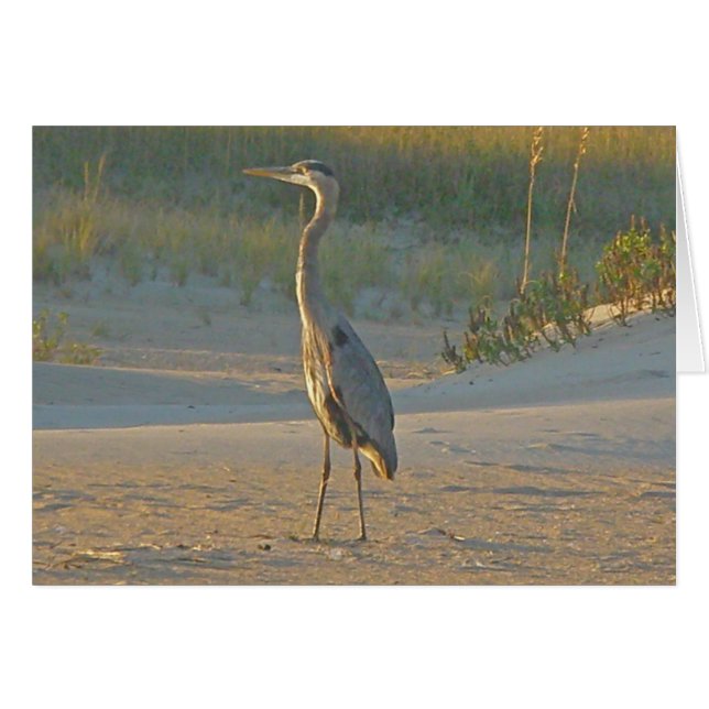 Great Blue Heron-kaart (Voorkant Horizontaal)