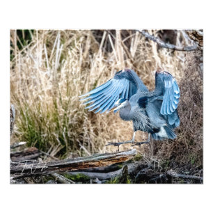 Great Blue Heron Landing - Foto Afdruk